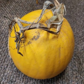 Courge Melonnette jasp&eacute;e de Vend&eacute;e