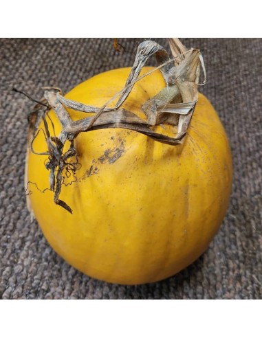 Courge Melonnette jaspée de Vendée