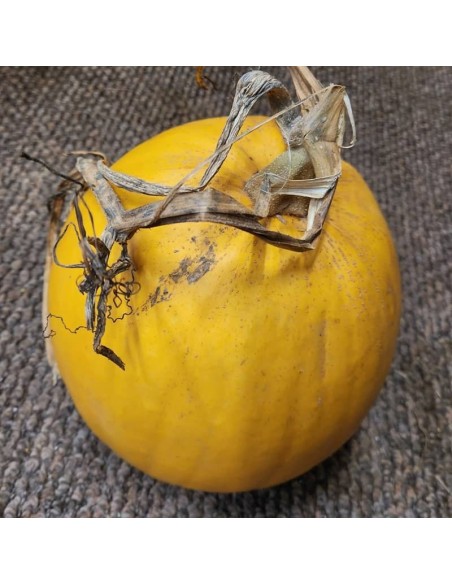 Courge Melonnette jaspée de Vendée