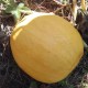 Courge Melonnette jaspée de Vendée