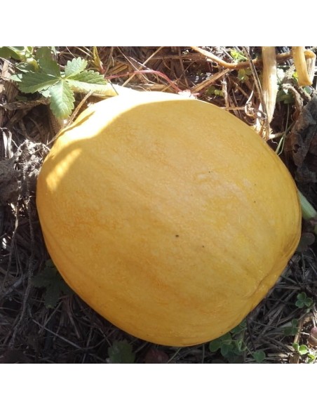 Courge Melonnette jaspée de Vendée