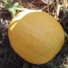 Courge Melonnette jaspée de Vendée