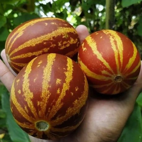 Melon Rich Sweetness