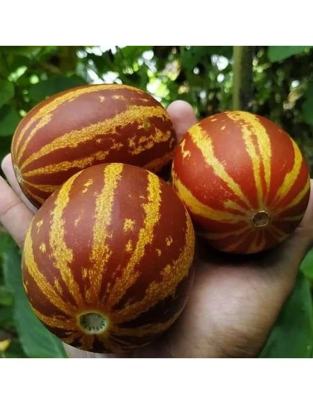 Melon Rich Sweetness