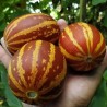 Melon Rich Sweetness