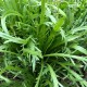 Plantain Corne de Cerf (Minutina)