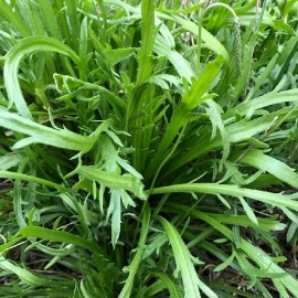 Plantain Corne de Cerf (Minutina)