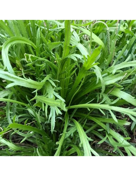 Plantain Corne de Cerf (Minutina)
