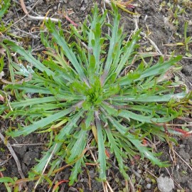 Plantain Corne de Cerf (Minutina)