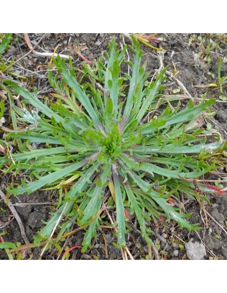 Plantain Corne de Cerf (Minutina)