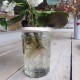 Coffret Terre & Graines - Je bouture mes plantes