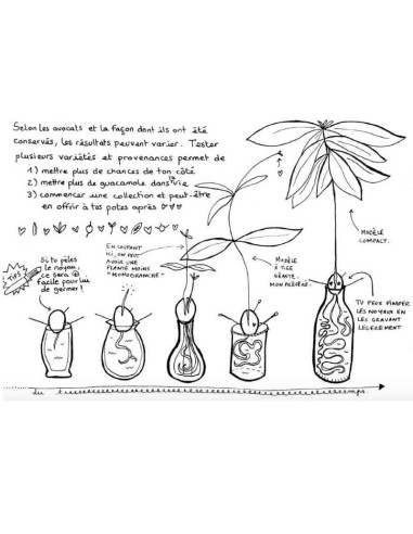 Coffret Terre & Graines  - Je bouture mes plantes
