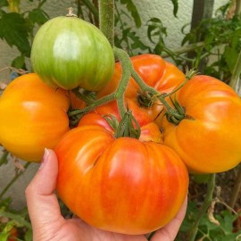 Tomate Hawaiian pineapple BIO