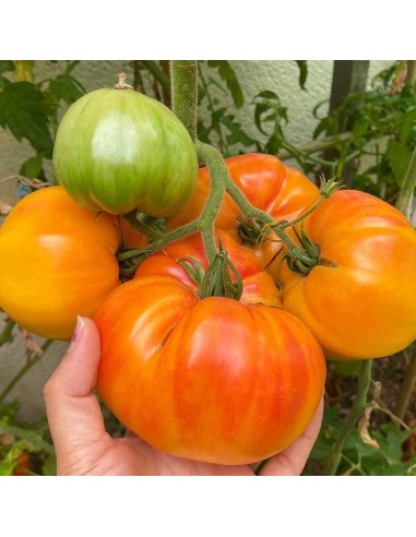 Tomate Hawaiian pineapple BIO