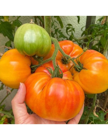 Tomate Hawaiian pineapple BIO