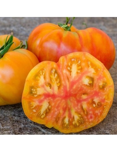 Tomate Hawaiian pineapple BIO