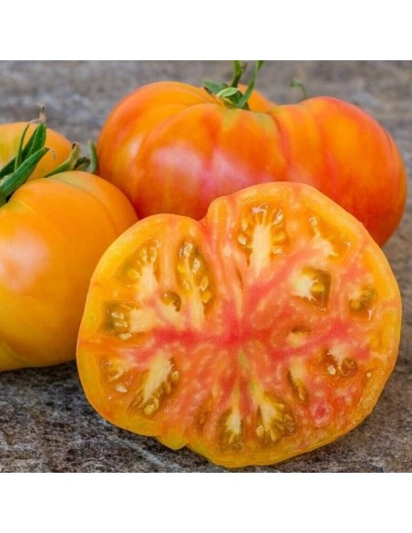 Tomate Hawaiian pineapple BIO