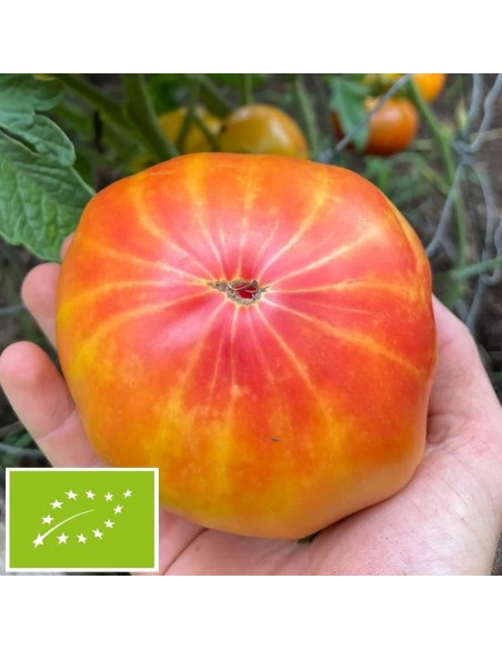 Tomate Hawaiian pineapple BIO