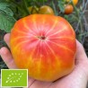 Tomate Hawaiian pineapple BIO