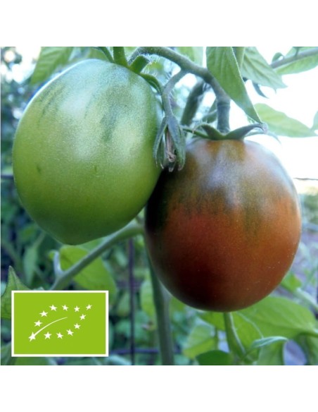 Tomate Bedouin BIO