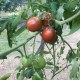 Tomate Bedouin BIO