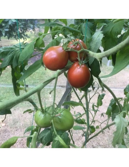 Tomate Bedouin BIO