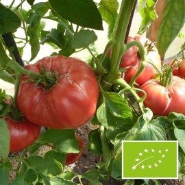 Tomate Rosa BIO (tomate ancienne)