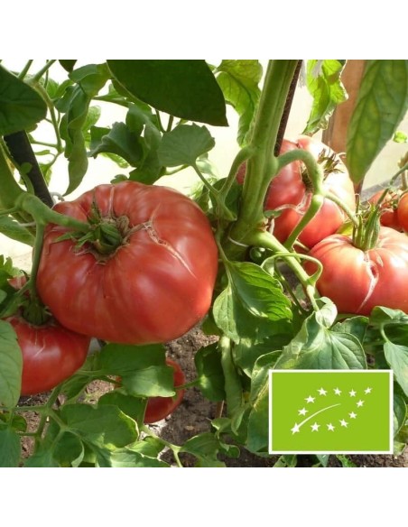 Tomate Rosa BIO (tomate ancienne)