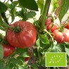 Tomate Rosa BIO (tomate ancienne)