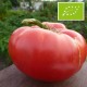 Tomate Rosa BIO (tomate ancienne)