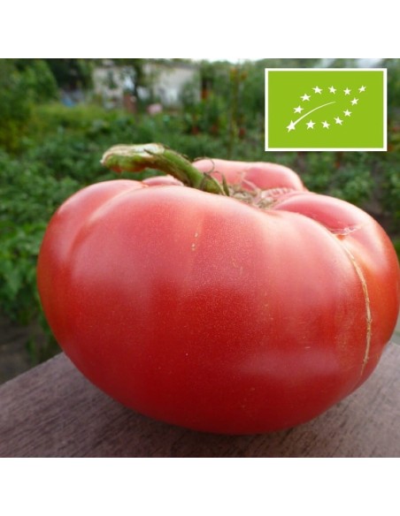 Tomate Rosa BIO (tomate ancienne)
