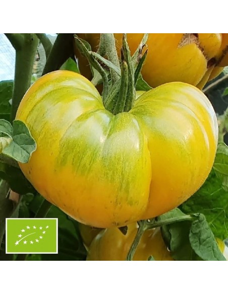 Tomate Big Yellow Zebra BIO (tomate ancienne)