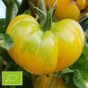 Tomate Big Yellow Zebra BIO (tomate ancienne)
