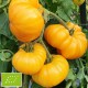 Tomate Big Yellow Zebra BIO (tomate ancienne)