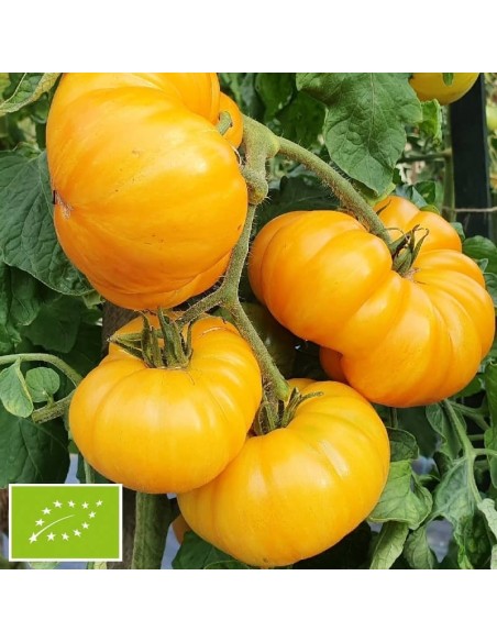 Tomate Big Yellow Zebra BIO (tomate ancienne)