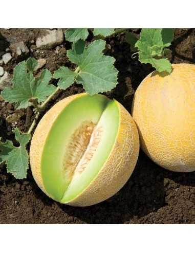 Graines de Melon Ananas Potager | Semences Anciennes Parfumées