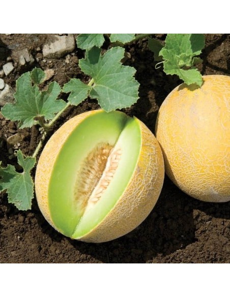 Graines de Melon Ananas Potager | Semences Anciennes Parfumées