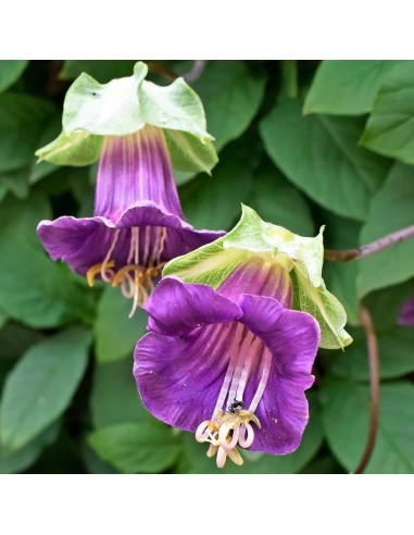 Cobée Grimpante Bleu-Violet (Cobaea scandens)