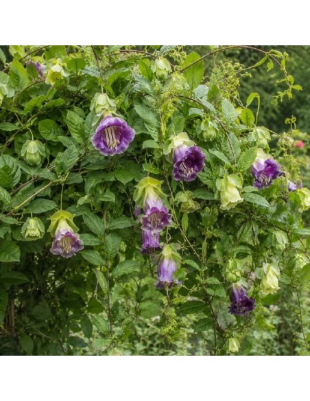 Cobée Grimpante Bleu-Violet (Cobaea scandens)