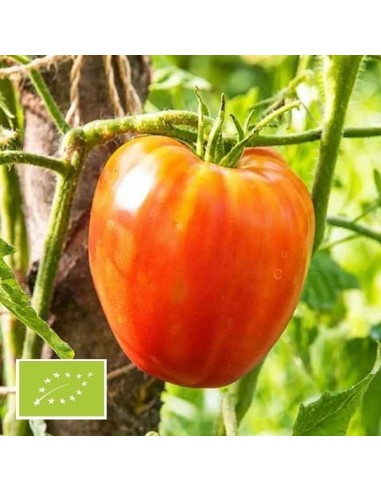 Graines Tomate Yasha Yugoslavian Bio - Variété Ancienne Cœur de Bœuf