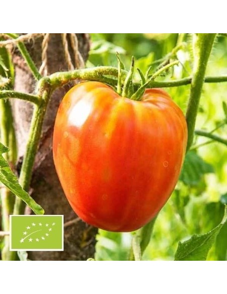 Graines Tomate Yasha Yugoslavian Bio - Variété Ancienne Cœur de Bœuf