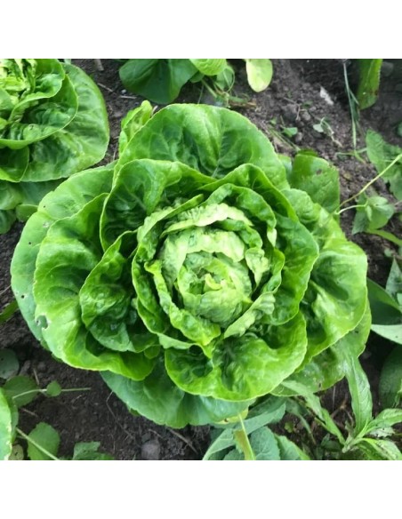 Salade romaine sucrine Little Gem prête à récolter au jardin