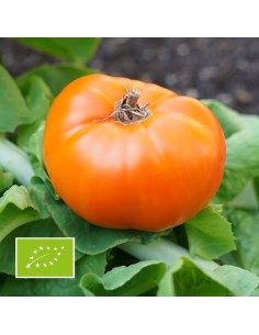 Graines tomate orange Dads Sunset variété ancienne