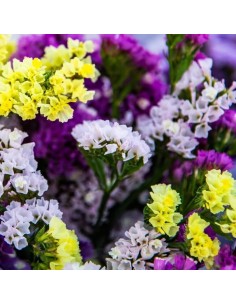 Bouquet séché de fleurs de statice variés