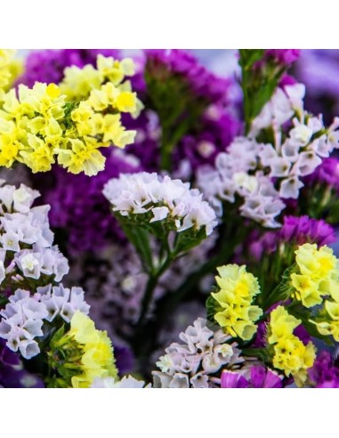 Bouquet séché de fleurs de statice variés
