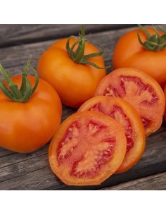 Tomate ancienne Zlavata en gros plan