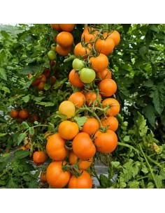 Tomate ancienne Zlavata en gros plan 2