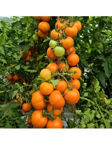plant de tomate orange Zlavata dans le jardin