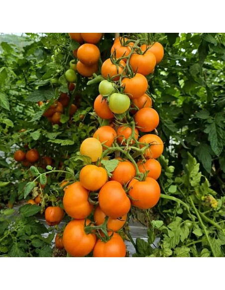 plant de tomate orange Zlavata dans le jardin