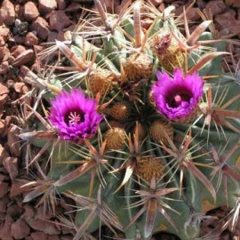Cactus Ferocactus latispinus